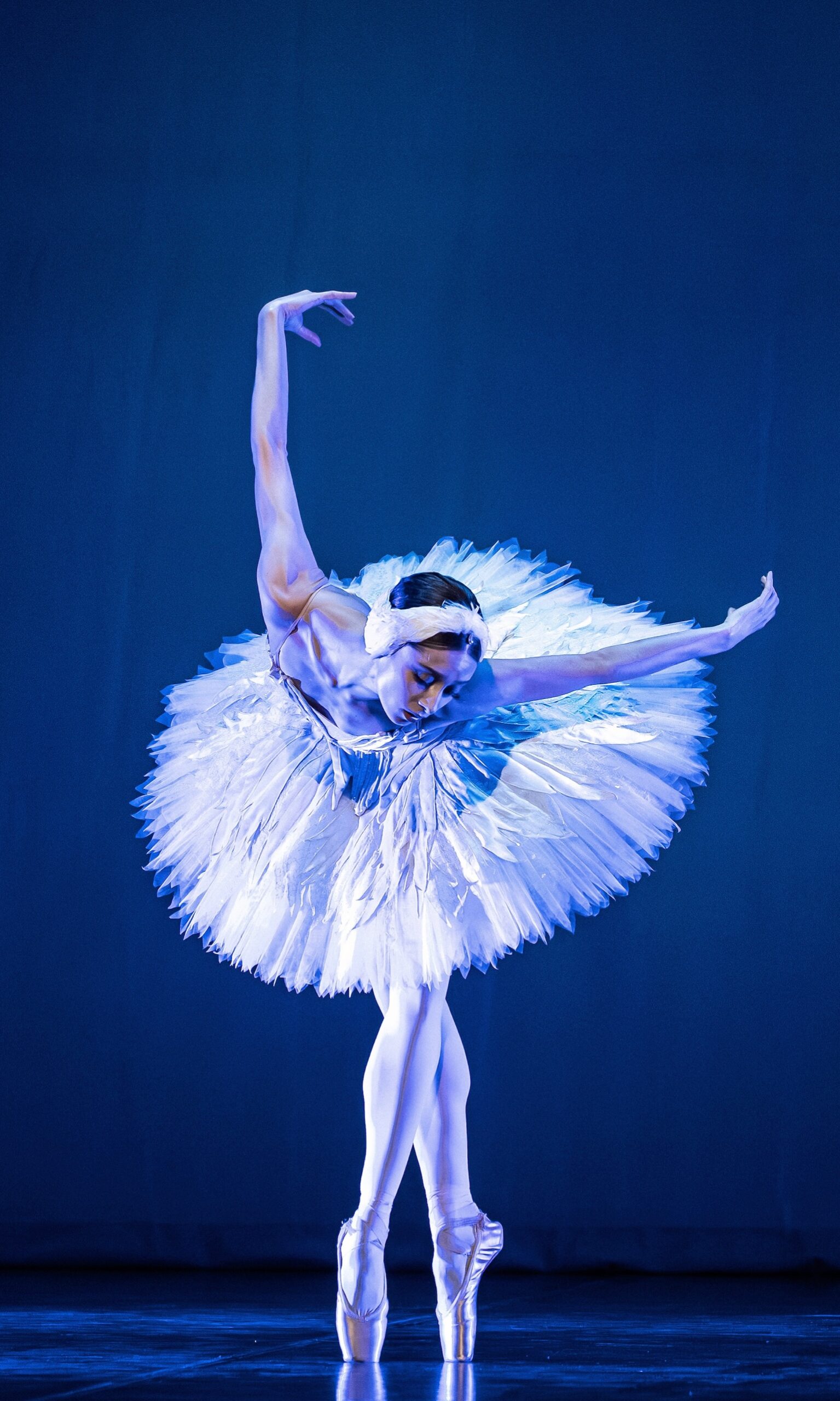 Dying Swan